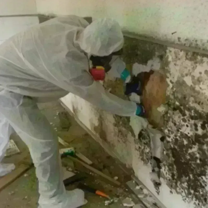 Mold Remediation and Removal in Sandy Hills, UT